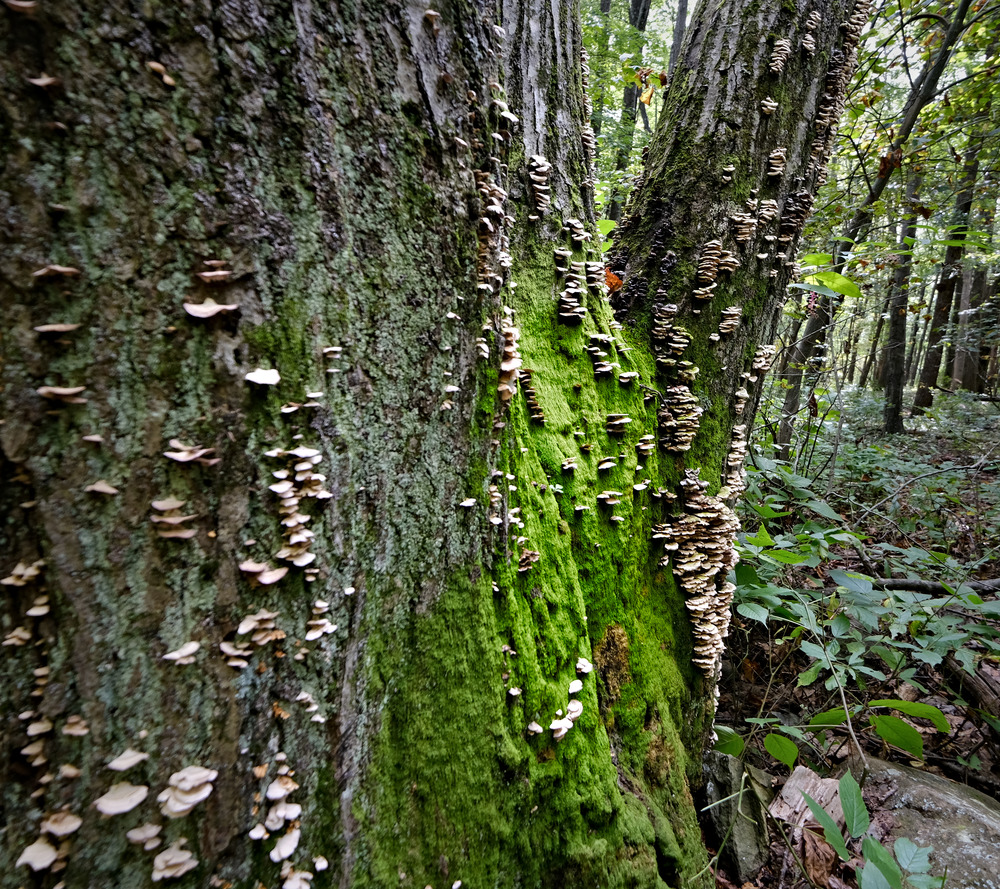 tree with moss and fungi