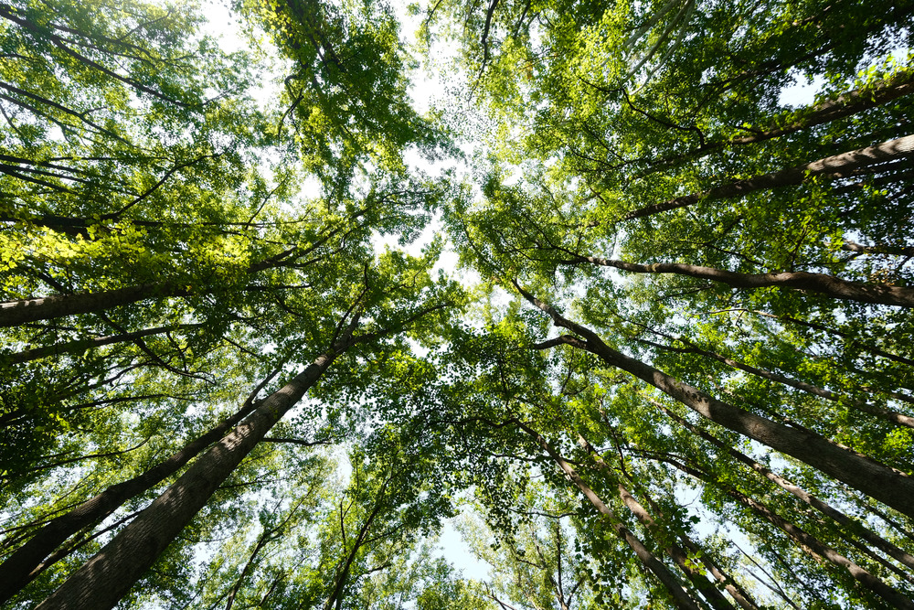 lovely canopy