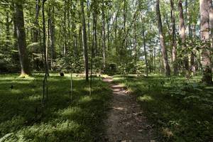 the pretty though not swamp like path of swamp trial