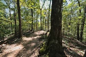 one of the mini paths that I followed