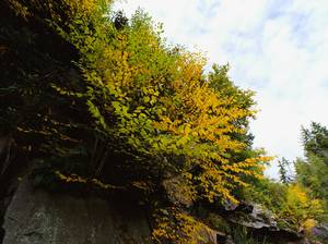 just some pretty fall leaves