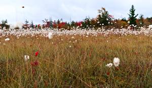 the beautiful bogs