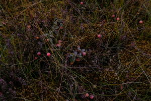 look at the cranberries! also the bogs themselves look cool too