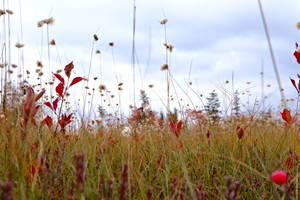 my camera was almost touching the bog for this shot