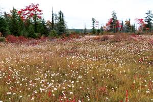 these photos only partially convey the beauty of the area! also the trees were like peak fall in that little part