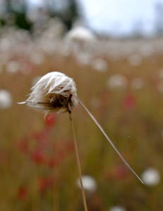 an upclose shot of whatever these white puffball flowers where, if you know what they are please tell me :)