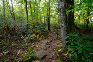 a lovely forest path
