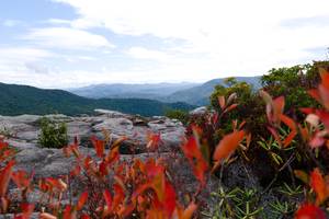 more photos with a foreground of shrubbery 