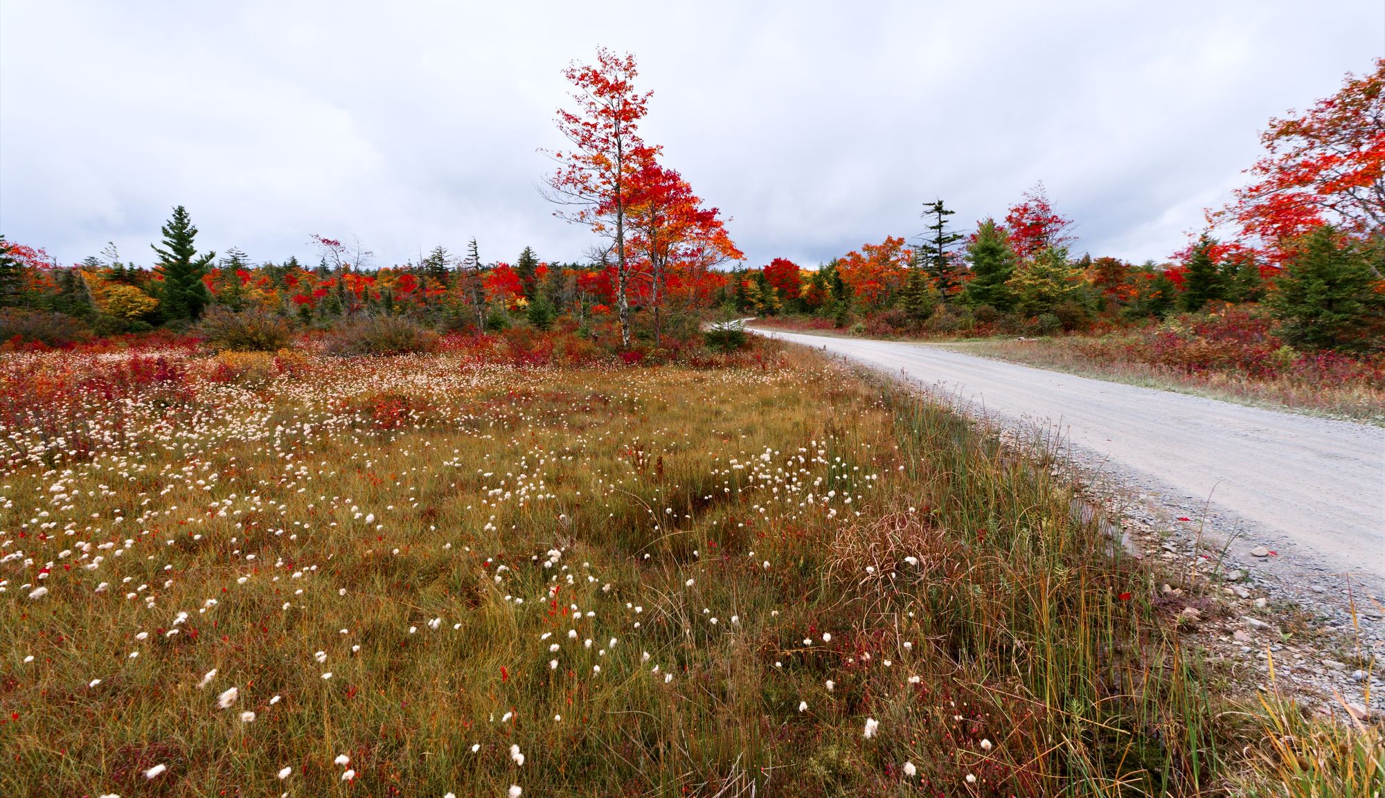bog clearing