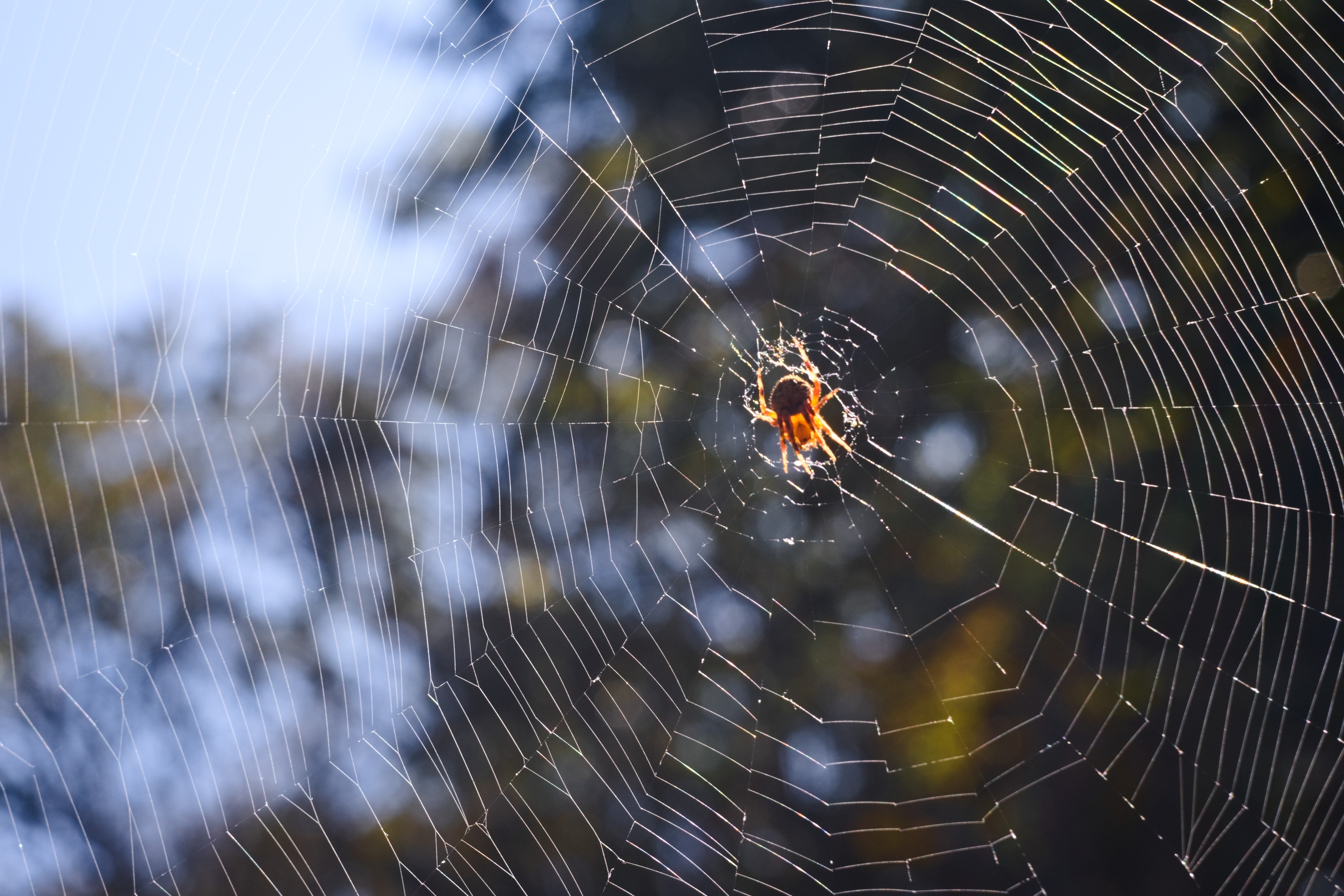 spiderweb