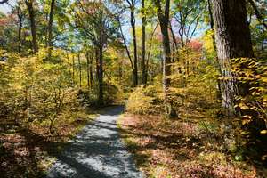 limberlost in autumn