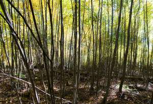thought the many trees in this part of the trail looked cool
