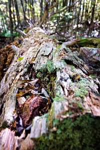 a cool looking log