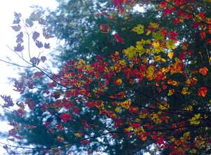 some pretty leaves, this was taken with the vintage lens at limberlost as we visited before we drove back