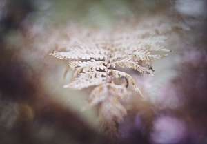 close up to a fern also with my vintage lens. I love the bokeh and the shallow depth of field it has