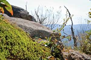 some moss up at robertson mt
