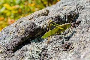 a katydid I found on the mountain, I'm surprised it sat still with a giant peice of glass in front of it