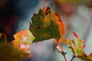 pretty autumn leaves, this one was shot with my vintage lens
