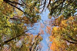 photo of the trees above. it was a bit more fall like in this part of the forest