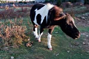 this pony just walked by me as i was just standing, kinda blury as i was not expecting it so hand wasn't stable