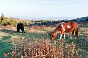 what a relaxing place to graze, like if i was a pony i would want the view though all the hikers would proboaly anoy me