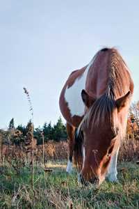 kinda a bit more of an upclose of one of the ponies from its own perspective of the world