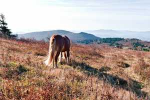 man these ponies really have all the views you could ever want