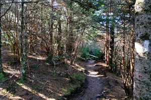 this was on the A.T and was one few forested parts before mount rogers
