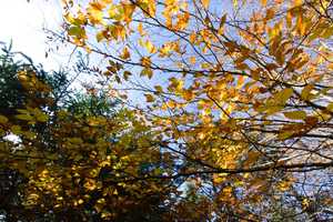 autumn leaves are always pretty