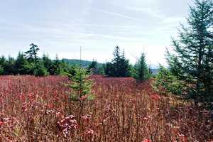 here there were a lot of mini red leaves with the contrast of the green trees
