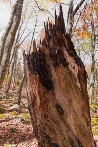 just a random half broken tree