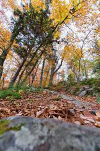 another view of the path from a perspective close to the ground