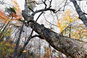 i like how such a small tree supports the larger one also the tenge of fall leaves are pretty