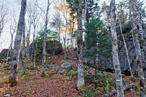 just a pretty part of the forest