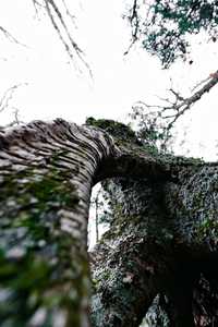 i placed my camera below the roots as the tree did a weired root split thing and i also wanted to show the texture 